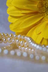 Жемчуг и гербера
