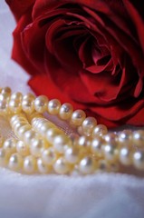 Жемчуг и роза