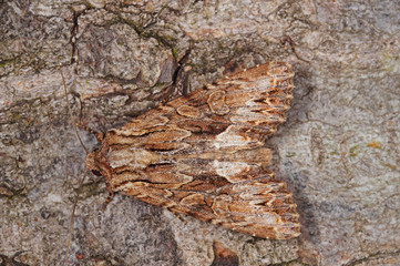 Apamea monoglypha (HUFNAGEL, 1766) Große Grasbüscheleule DE, NRW, Soligen, Ohligser Heide 19.12.2016