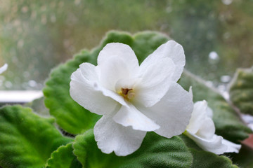 Fototapeta na wymiar houseplant white Saintpaulia flower, African violet, in bloom
