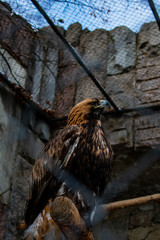 Arrogant eagle