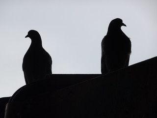 silhouette of two pigeons