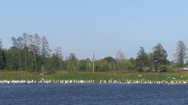 The quadcopter flies over the lake and takes pictures of white herons.  (Egretta alba) Bird with white plumage, yellow bill, black legs, s-curve neck, common heron of wetland and swamp.