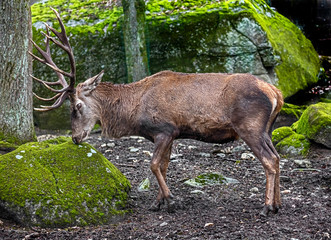 Naklejka na ściany i meble European red deer male. Latin name - Cervus elaphus hippelaphus