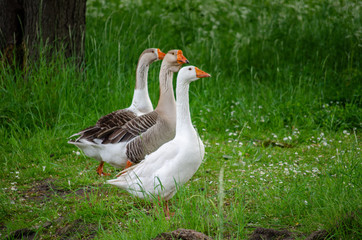 geese on grass