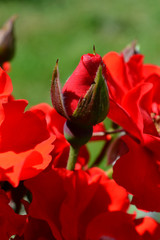 Red roses. Young bud among the burgundy roses in the park. Roses for weddings and celebrations. Luxurious flowers in nature