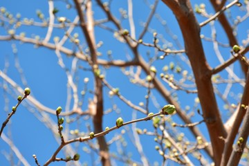 árbol brotando en primavera
