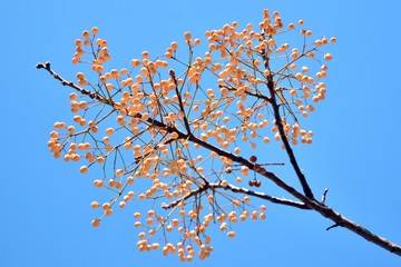 Rama llena de garbanzos del  árbol del paraíso 