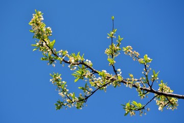 Árbol brotando en primavera