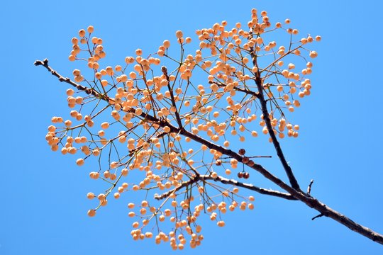 Rama llena de garbanzos del  &aacute;rbol del para&iacute;so 