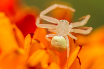 Obraz premium Aranha branca pequena