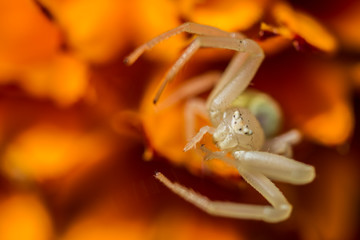 Aranha branca pequena