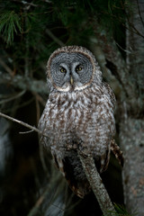 Great Gray Owl