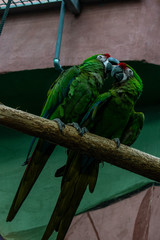 A lovely pair of parrots