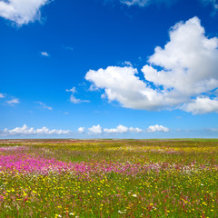 Prairie fleurie au printemps sous le soleil