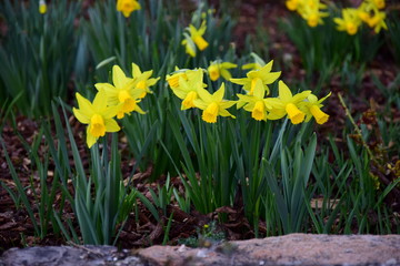 Fototapeta premium Narzissen - Osterglocken im Frühlingsbeet