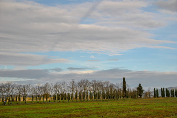 Fototapeta na wymiar Tuscan countryside with trees in a cloudy day