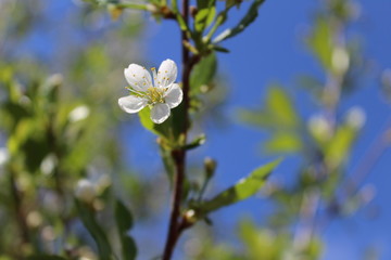white flowers of apple tree