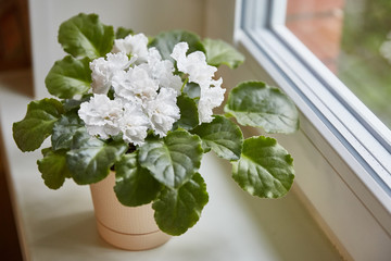 White african potted saintpaulia on the window