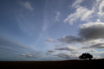 Naklejka na ściany i meble Silhouetted windswept stunted tree on farm grassland field in rural Hampshire against a cloudy sky