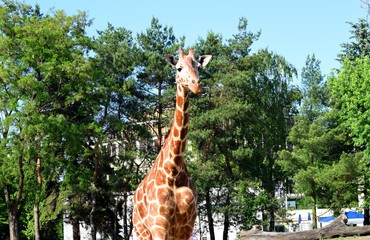 The giraffe is a genus of African even-toed ungulate mammals, the tallest living terrestrial...