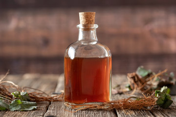 Herb Bennet tincture with fresh Geum urbanum plant