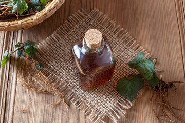 Herb Bennet tincture with fresh Geum urbanum plant
