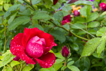 Beautiful red rose after the summer rain