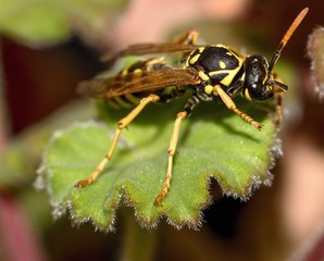 wasp on leaf