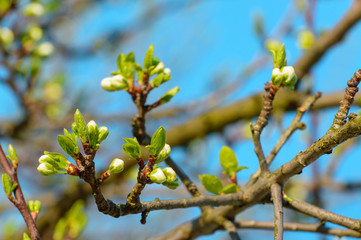 Blooming flower buds on a young cherry tree.