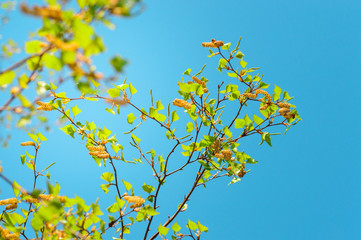 Hazel flowers hanging from branches against a blue sky, sunny day.