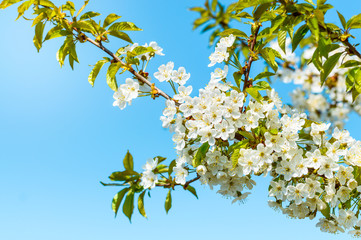 Fototapeta premium Blooming cherry tree, tiny white flowers against the blue sky.