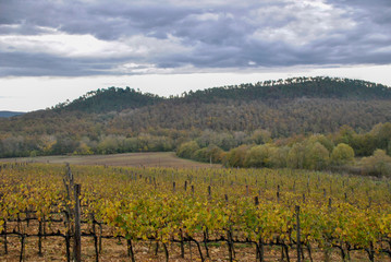 Fototapeta na wymiar a wineyard in the tuscany countryside