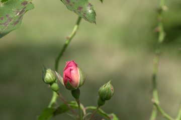 Pink small rose bud growing in summer garden