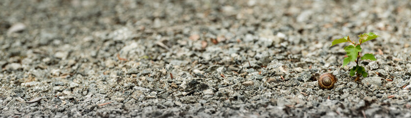 Lonely tree on a stony road, snail shell.