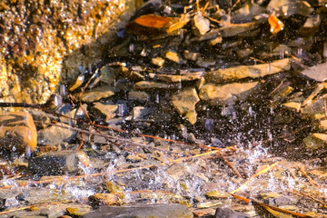 Heavy rain. Raindrops hit the stones in Sunny weather. Close-up view.