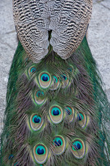 Macro de plumas del  pavo real común o​ Pavo cristatus, especie de ave galliforme de la familia Phasianidae
