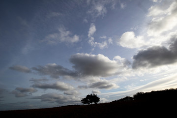 Silhouetted windswept stunted tree on farm grassland field in rural Hampshire against a cloudy sky