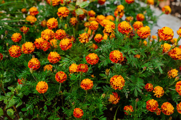 yellow and orange flowers equal to the fire sown in the outer garden as decoration and decoration