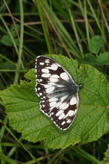 Obraz premium Melanargia galathea (LINNAEUS, 1758) Schachbrett DE, NRW, Kuttenberg bei Eschweiler, Eifel 27.06.2016