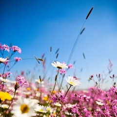 Foto op Plexiglas Fleures de printemps sur fond de ciel bleu © Thierry RYO