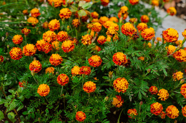 yellow and orange flowers equal to the fire sown in the outer garden as decoration and decoration