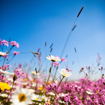 Fleures de printemps sur fond de ciel bleu