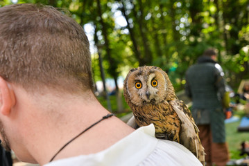 great horned owl