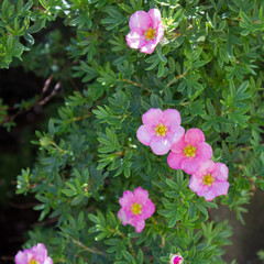 Pink flowers of garden saxifrage closeup