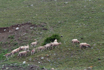 Sheep graze in the Altai mountains