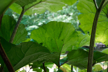Obraz premium macro picture underneath leaves