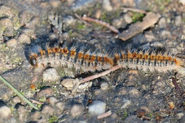 chenille processionnaire