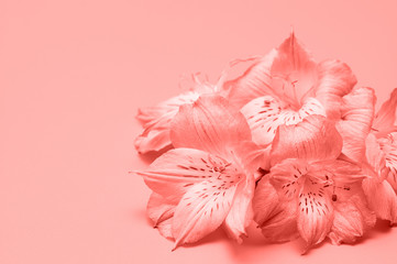 Tropical flowers on a pink background. Delicate pink flowers.