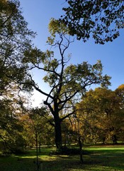 Obraz premium wisp of a tree